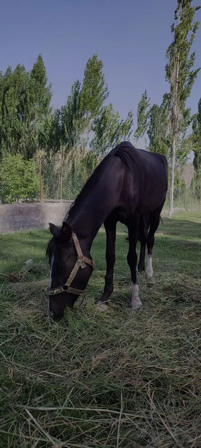 اسب مادیون یورقه|اسب و تجهیزات اسبسواری|قوچان, |دیوار