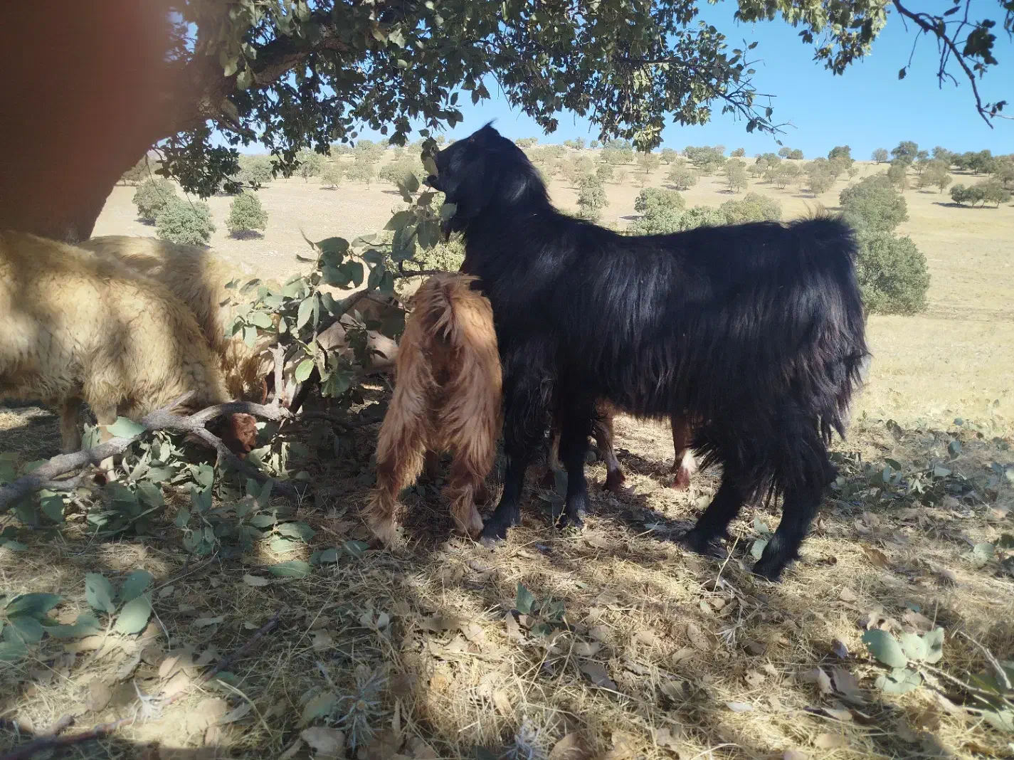 ا تا|حیوانات مزرعه|چرداول, |دیوار