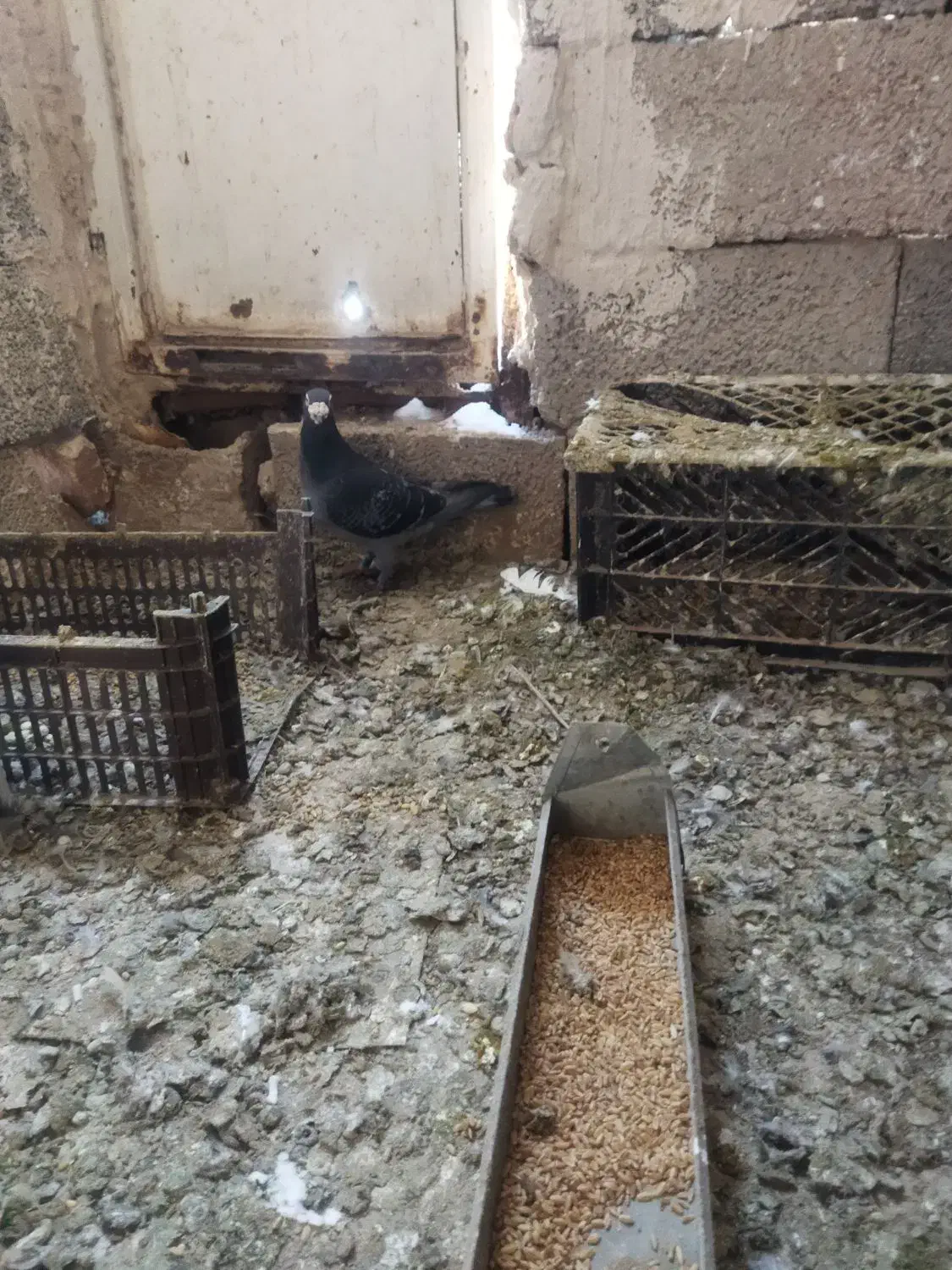 فروشی|پرنده|خسروشاه, |دیوار