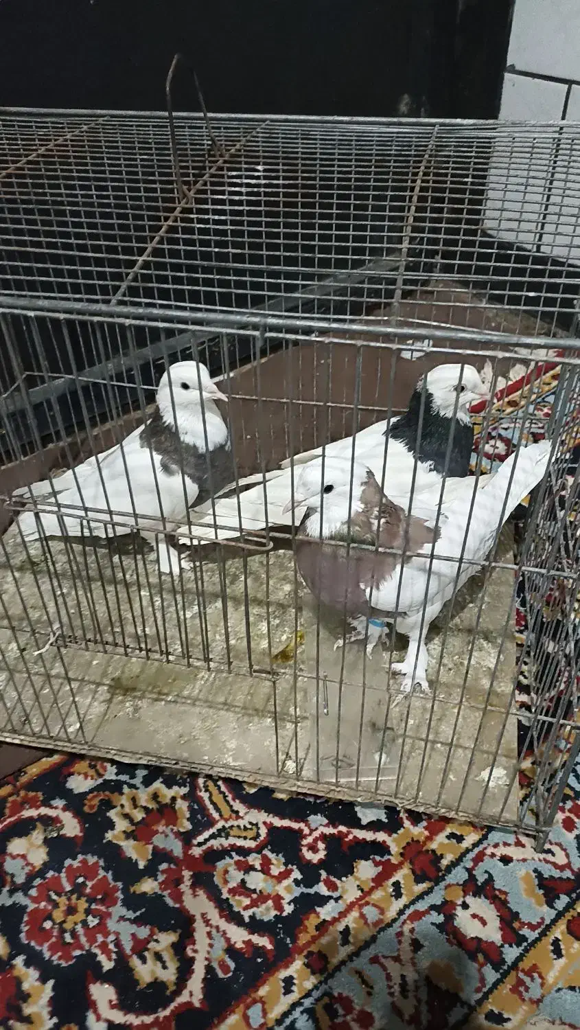 جفت طوقی|پرنده|زرند, |دیوار