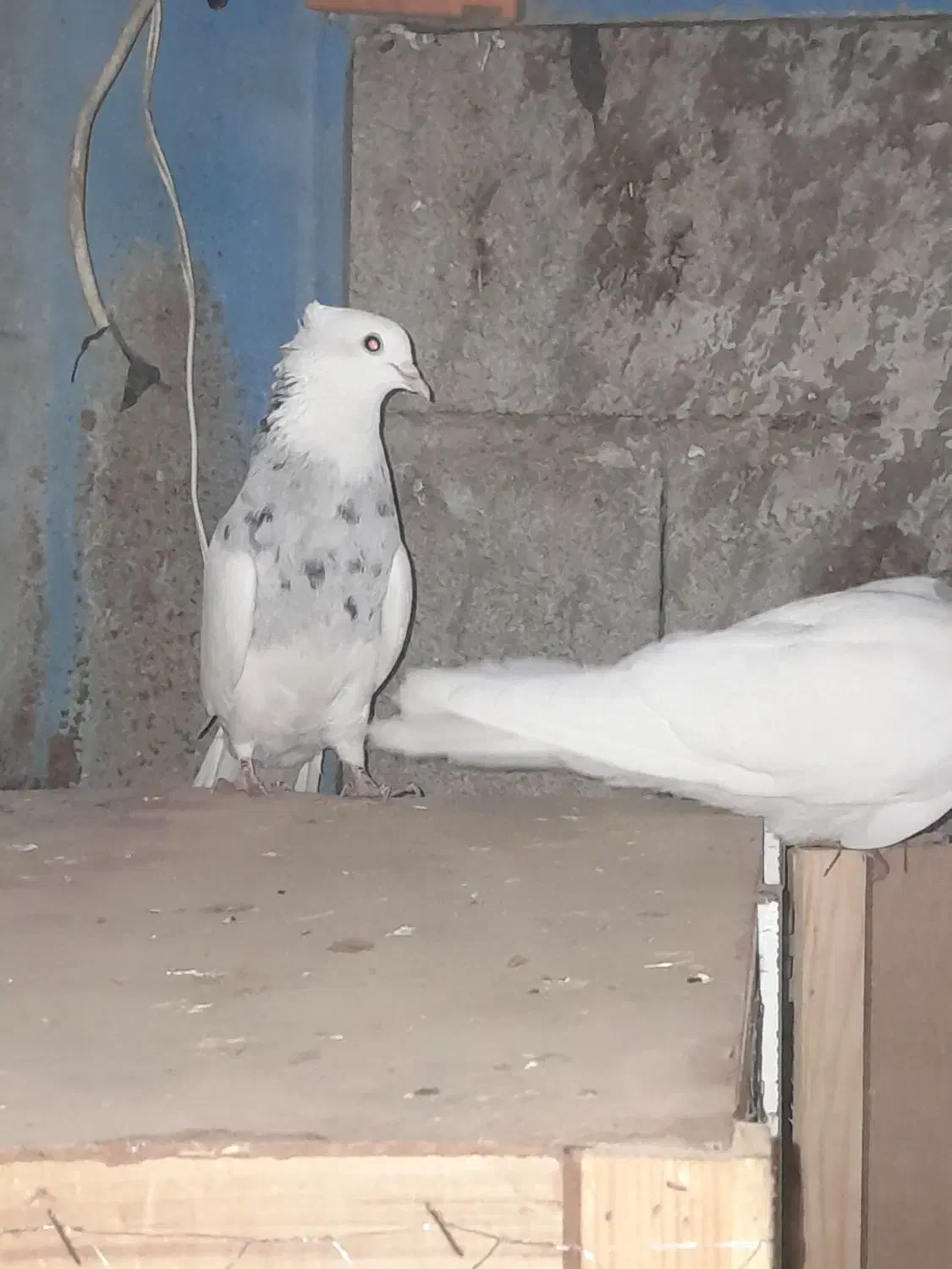 جفت توقی|پرنده|شوش, |دیوار