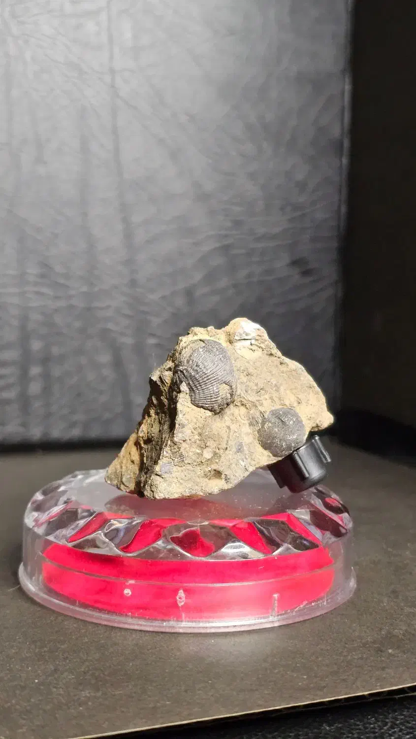 پنج عدد فسیل چند میلیون ساله|کلکسیون اشیاء عتیقه|دماوند, دماوند|دیوار