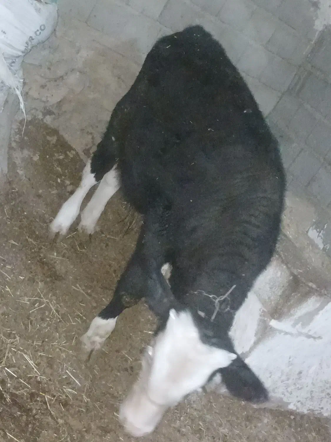 فروش  گاو|حیوانات مزرعه|امام, |دیوار