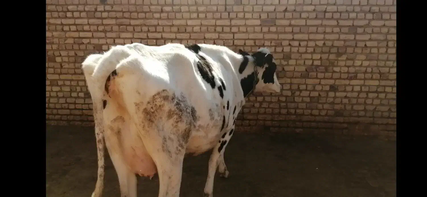 فروش گاو کشتاری جوان|حیوانات مزرعه|شال, |دیوار