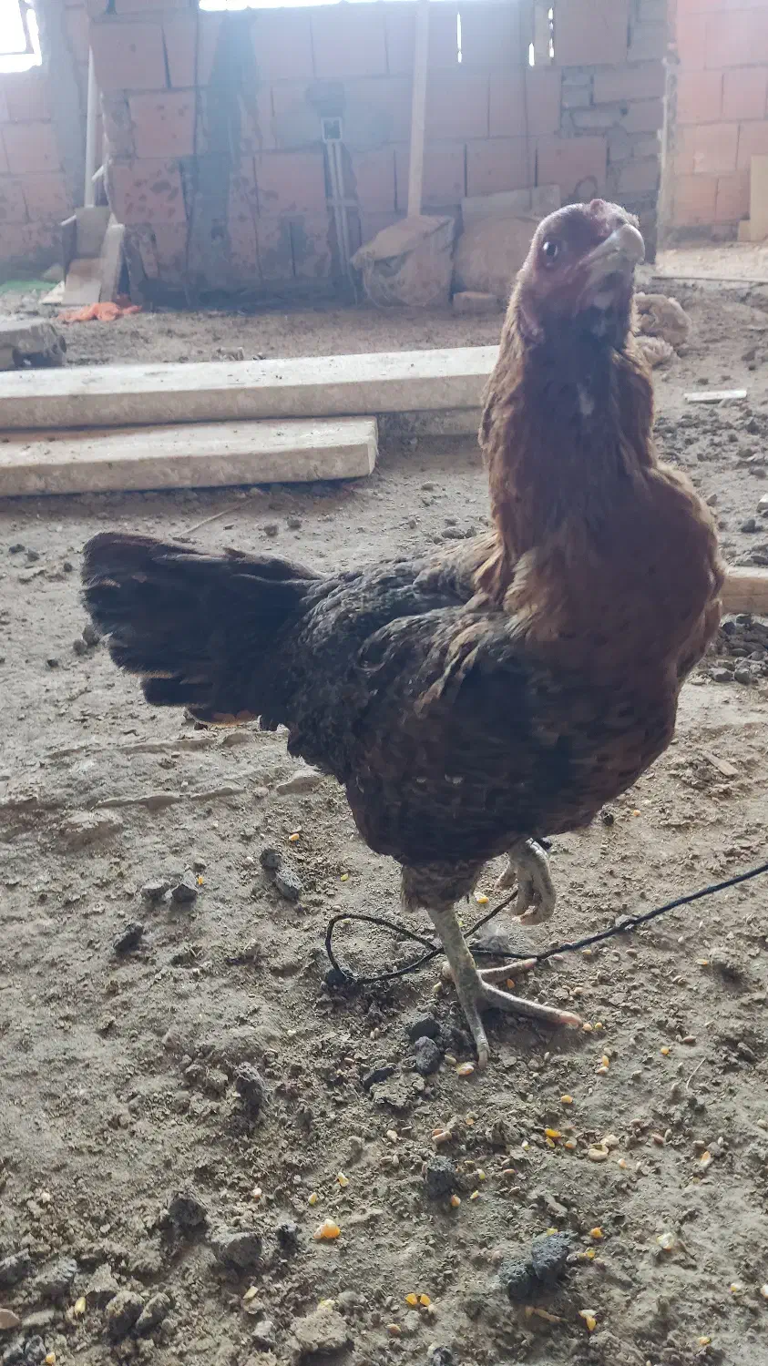 مرغ لاری  نسل هزار|پرنده|بهشهر, |دیوار