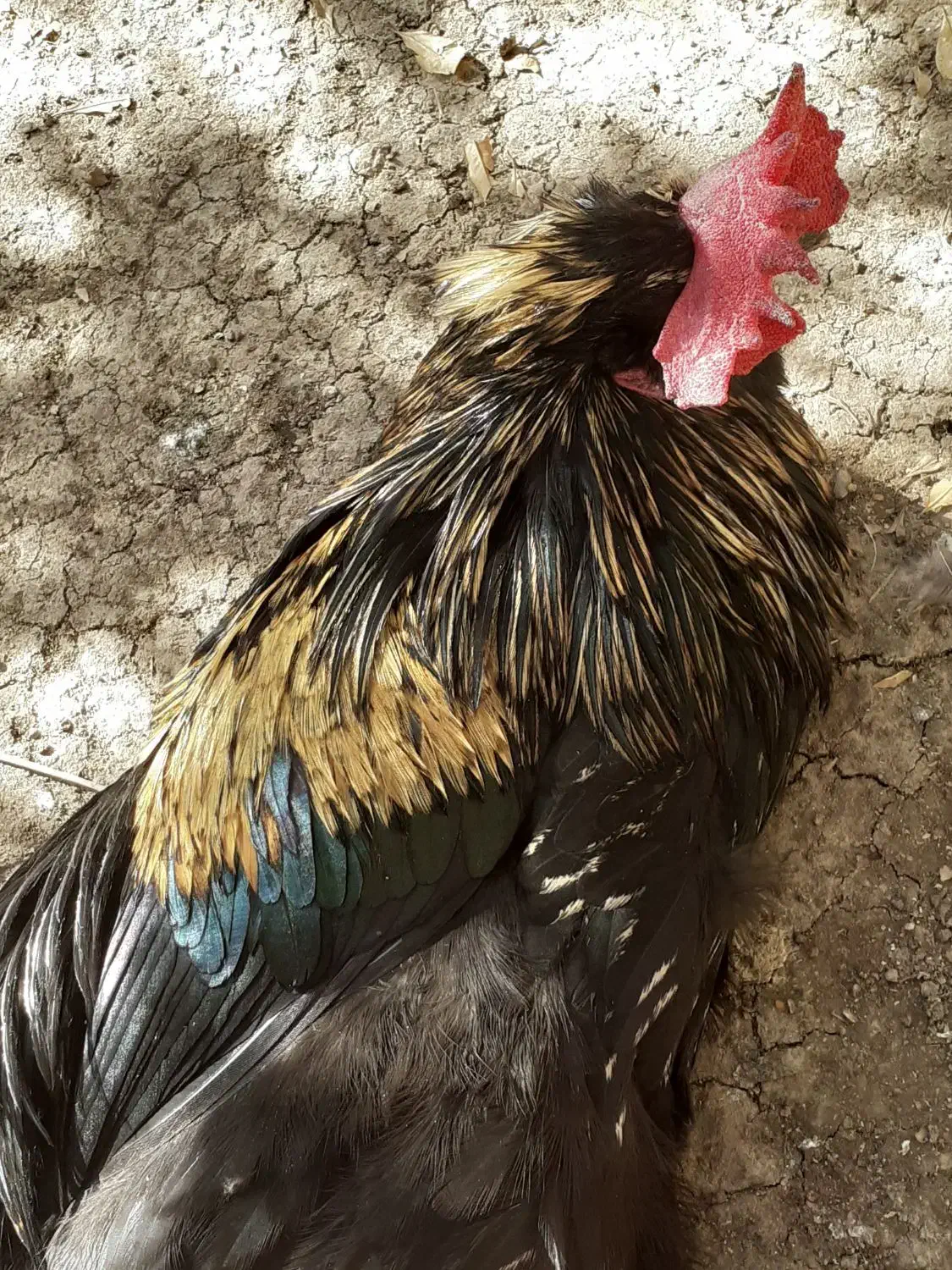 خروس وجوجه خروس مامونیه|حیوانات مزرعه|ساوه, |دیوار