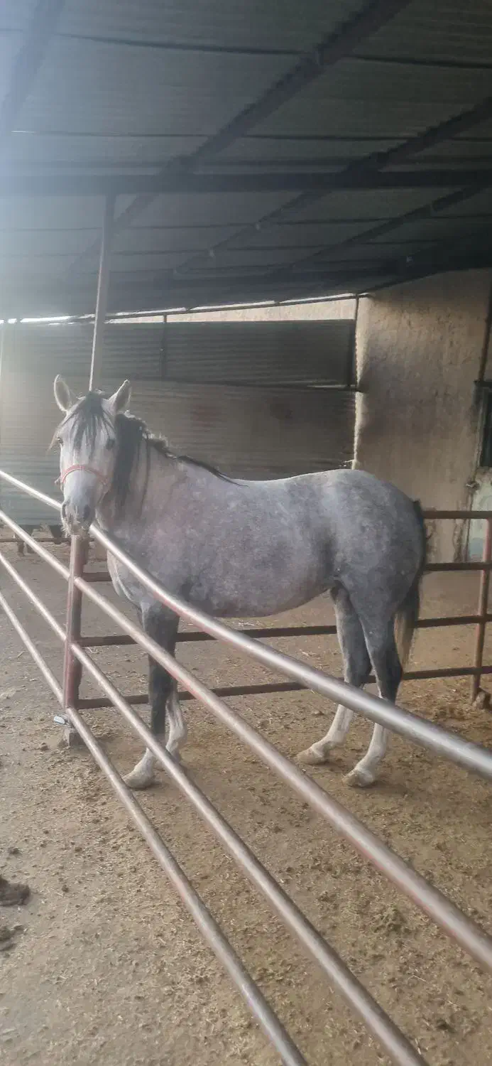 یک راس مادیان|اسب و تجهیزات اسب‌سواری|قزوین, |دیوار