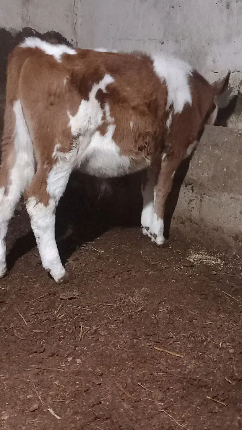 گوساله نر|حیوانات مزرعه|فیروزآباد (آذربایجان), |دیوار