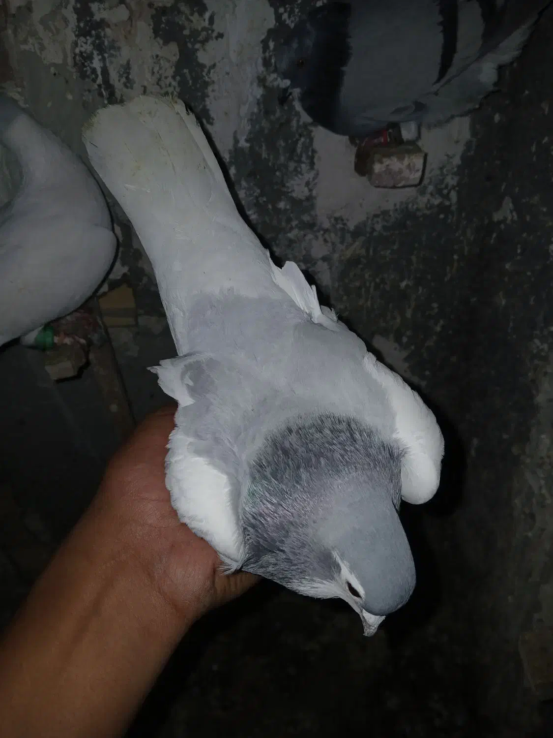 کفتر|پرنده|مشهد, کوشک مهدی|دیوار