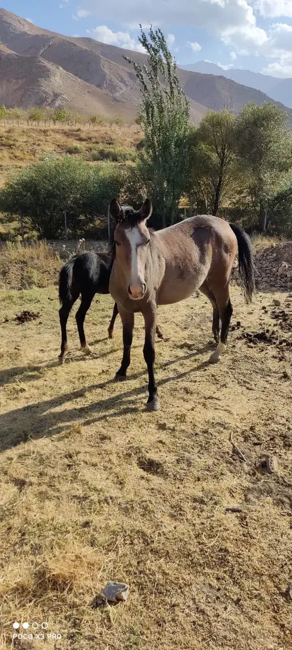 مادیون و کره با مادیون 2|اسب و تجهیزات اسب‌سواری|دورود, |دیوار