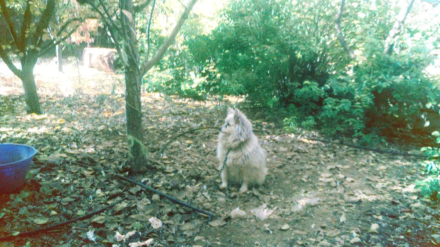 سگ اشپیز|سگ|همایجان, |دیوار