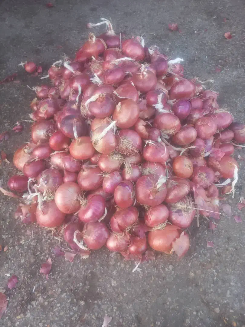 پیاز محلی گوغر کیلو 35 ت تحویل در خونه سیر محلی|خوردنی و آشامیدنی|سیرجان, |دیوار