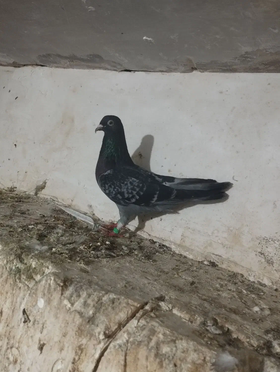 کفتر پرنده پرشی|پرنده|مشهد, ایثار|دیوار