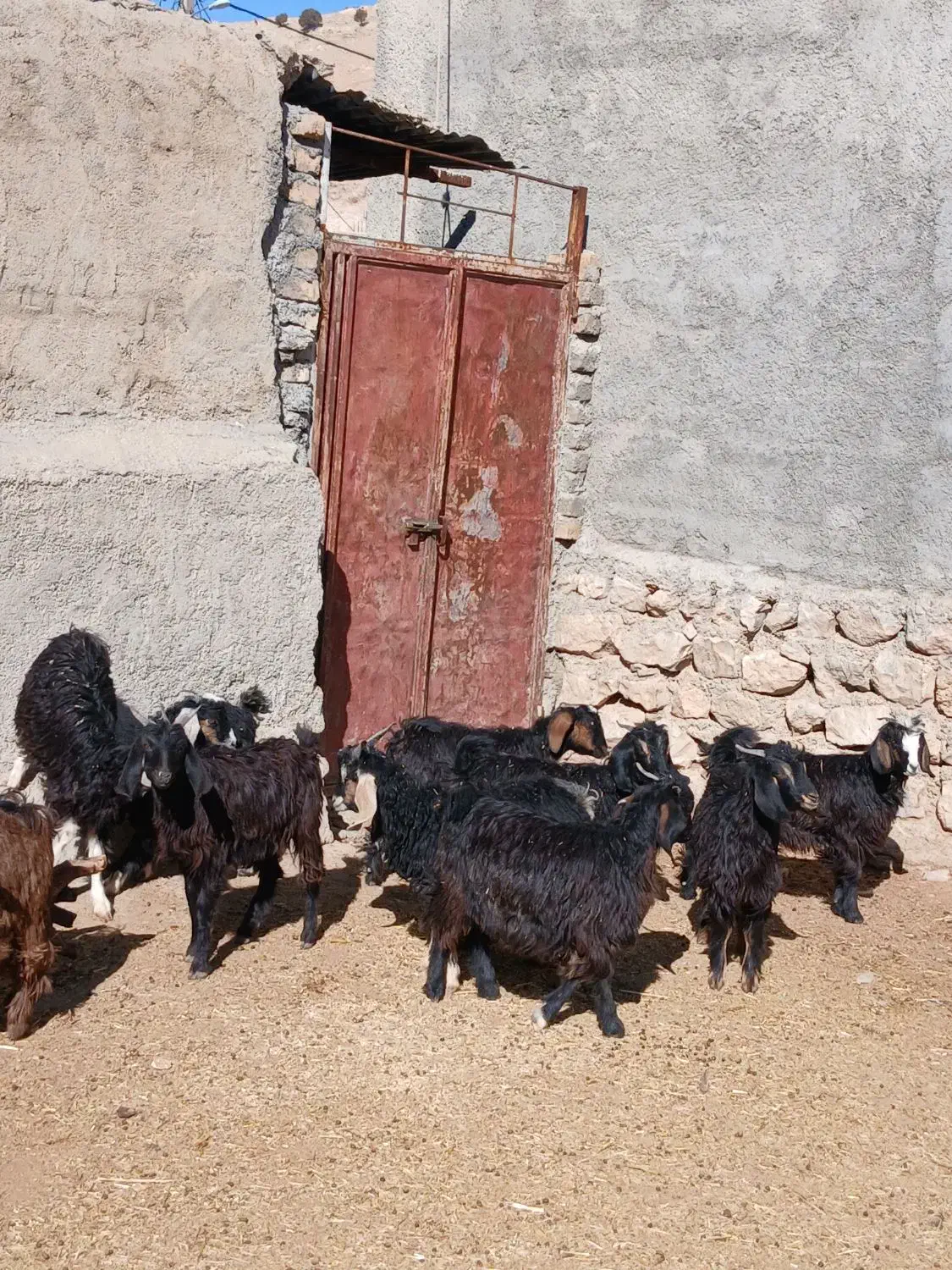 ۱۰ راس بزغاله|حیوانات مزرعه|آبدانان, |دیوار