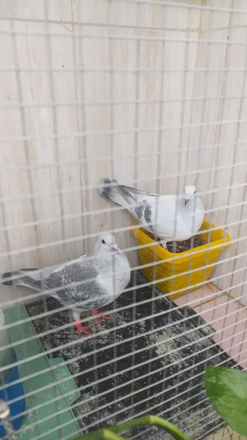 جفت کبوتر|پرنده|بیرجند, |دیوار