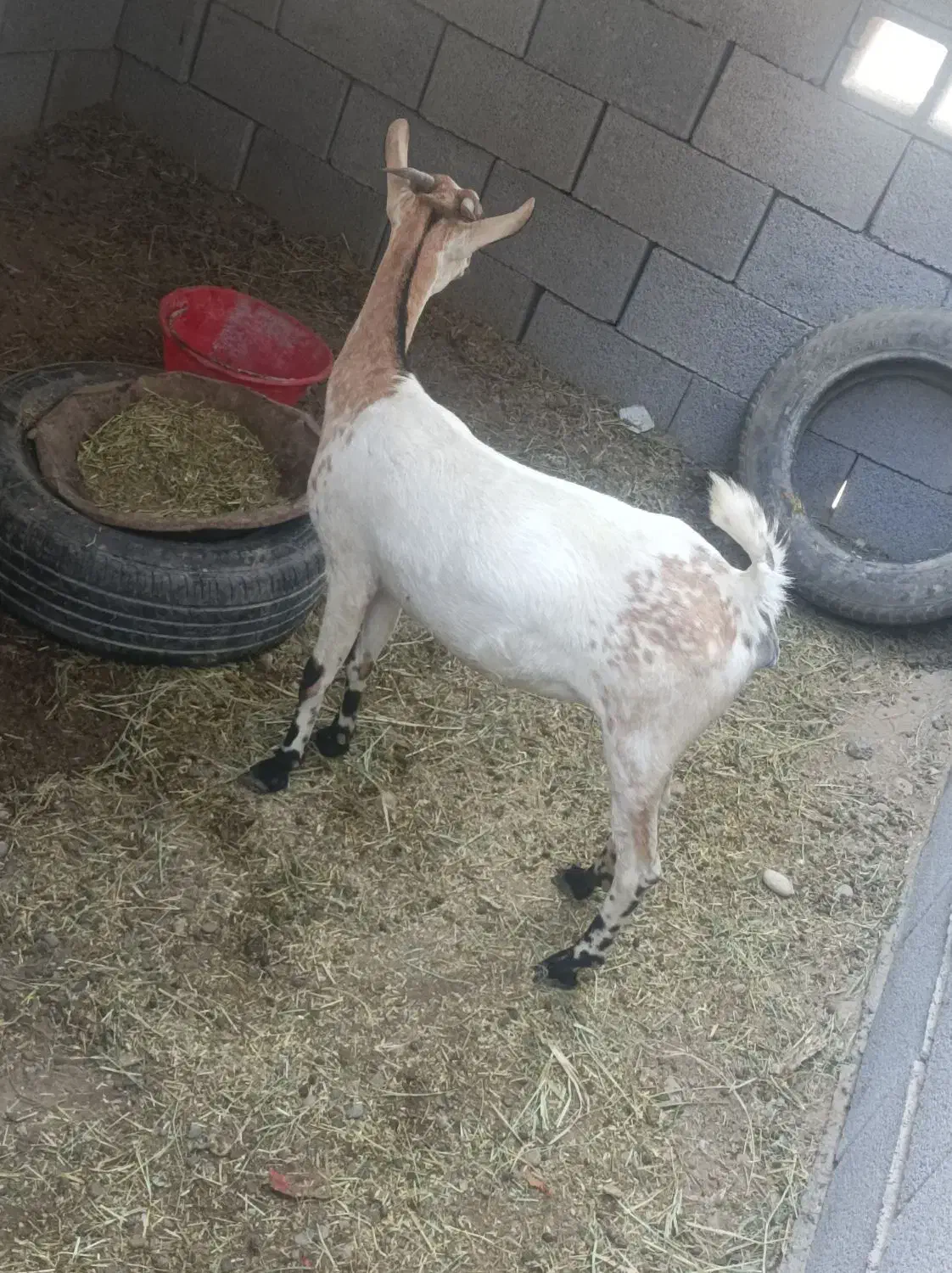 گیسه بربری آبستن ۳ ماه|حیوانات مزرعه|بندرعباس, |دیوار