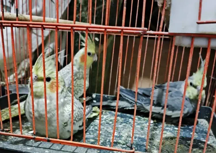 عروس پاریس|پرنده|سوسنگرد, |دیوار