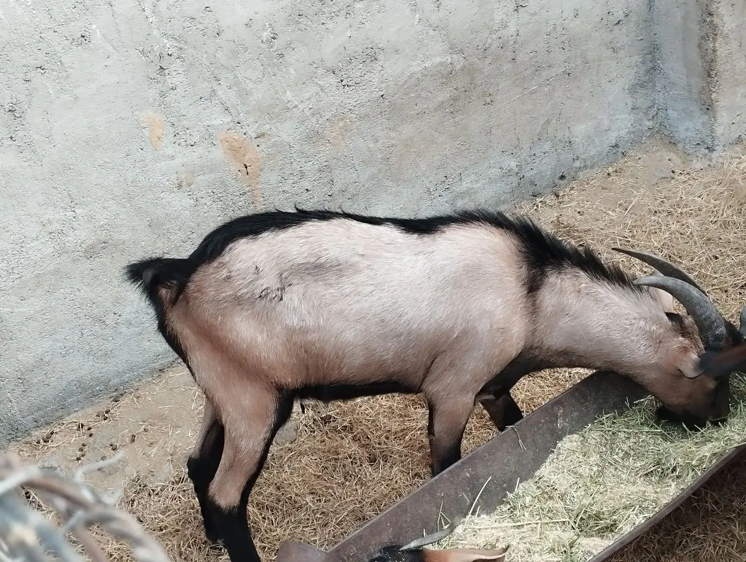 بز سانن نری آلپاین|حیوانات مزرعه|بندرعباس, |دیوار