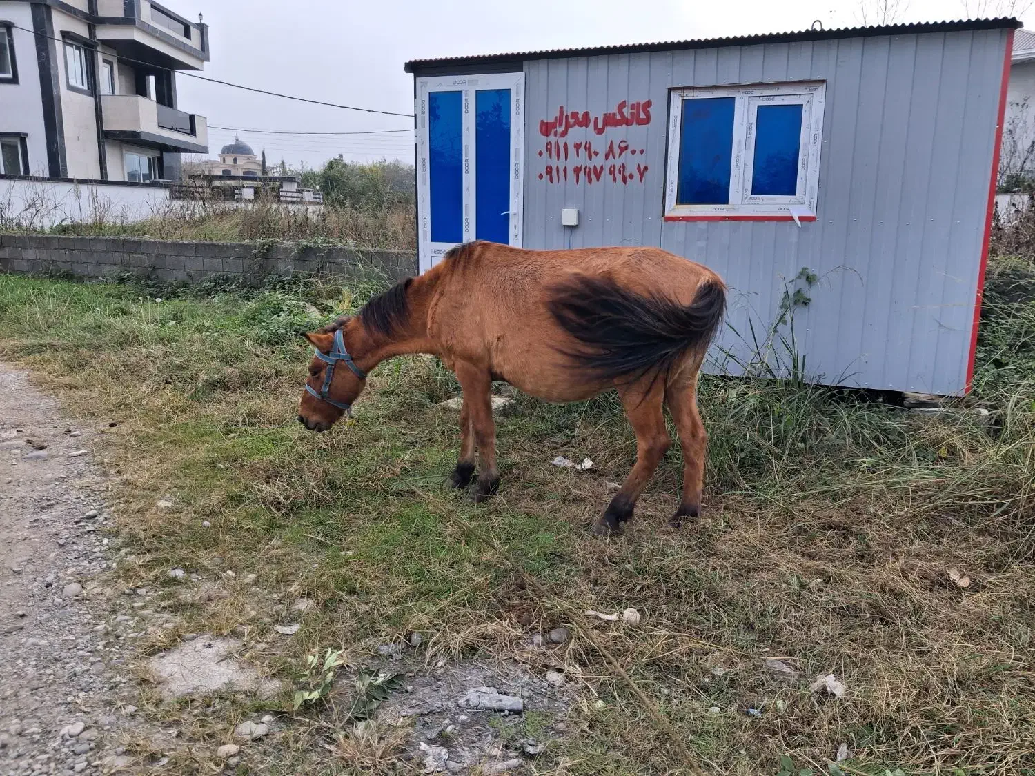 فروش مادیان ابستن|حیوانات مزرعه|شیرود, |دیوار