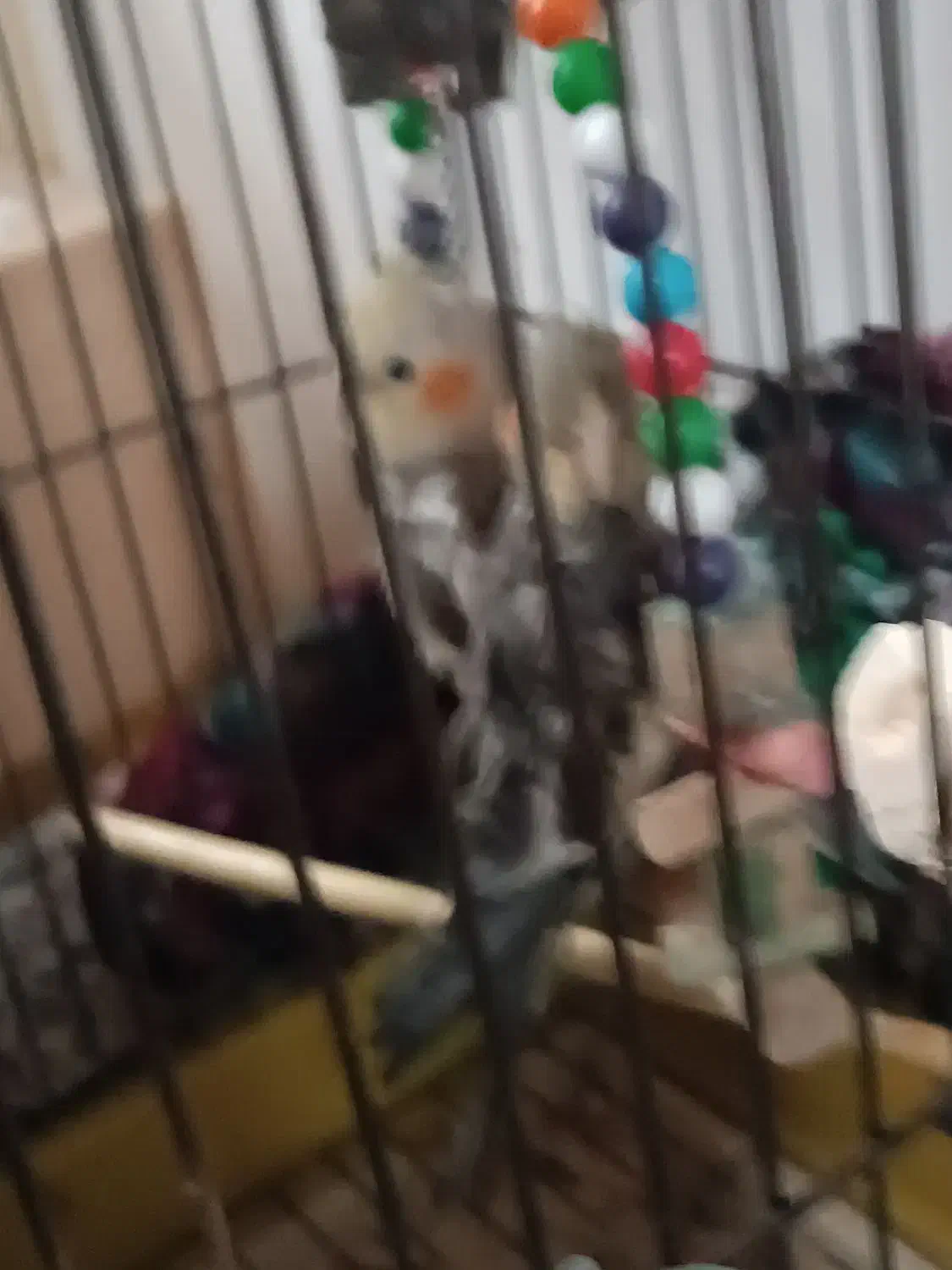 عروس هلندی|پرنده|طاهرگوراب, |دیوار