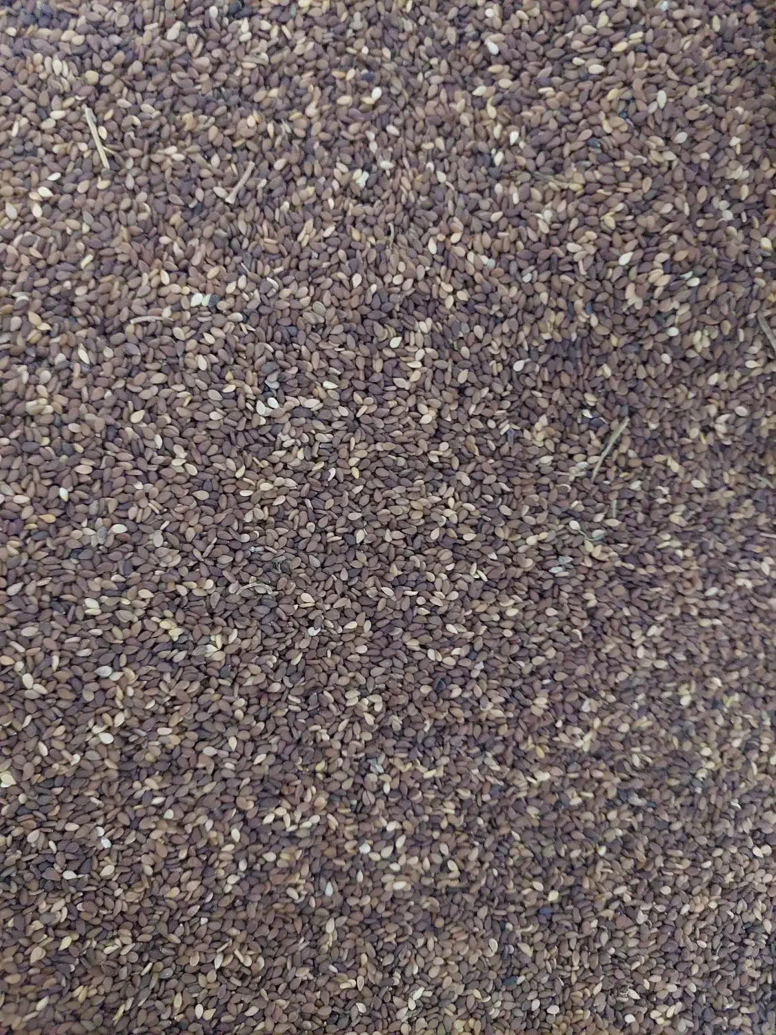 کنجد|عمدهفروشی|بهبهان, |دیوار