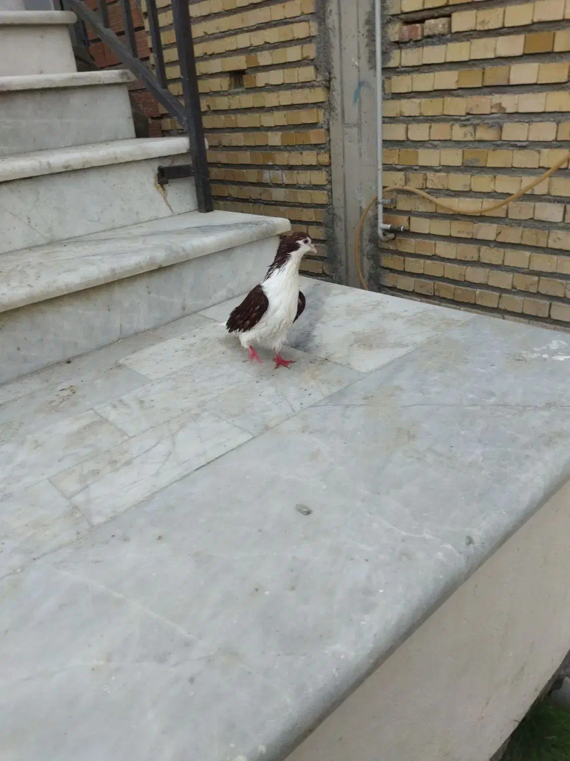 کبوتر خال پنگوئنی|پرنده|گمیشان, |دیوار