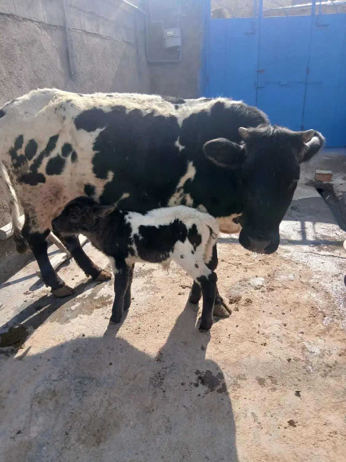 گاو|حیوانات مزرعه|زنجانرود, |دیوار