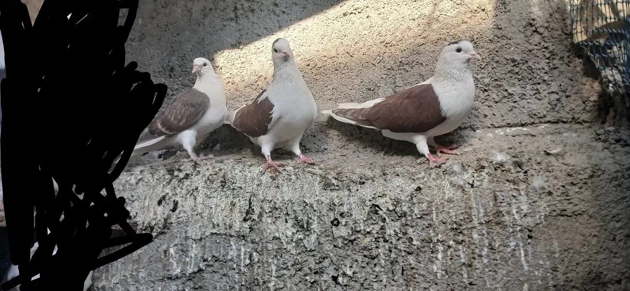 3عدد کبوتر نروماده|پرنده|کوهدشت, |دیوار