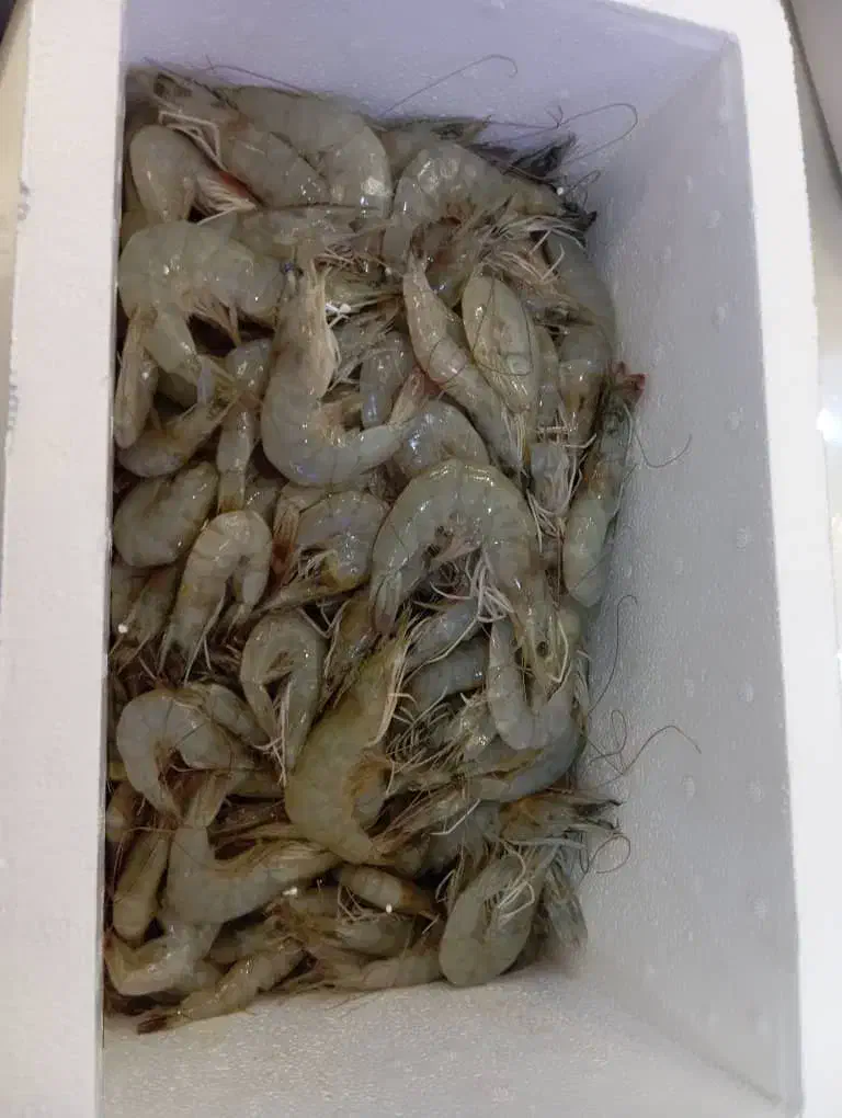 نیازمند ۲ نفر کارگر پرورش میگو تیاب|استخدام صنعتی، فنی، مهندسی|میناب, |دیوار