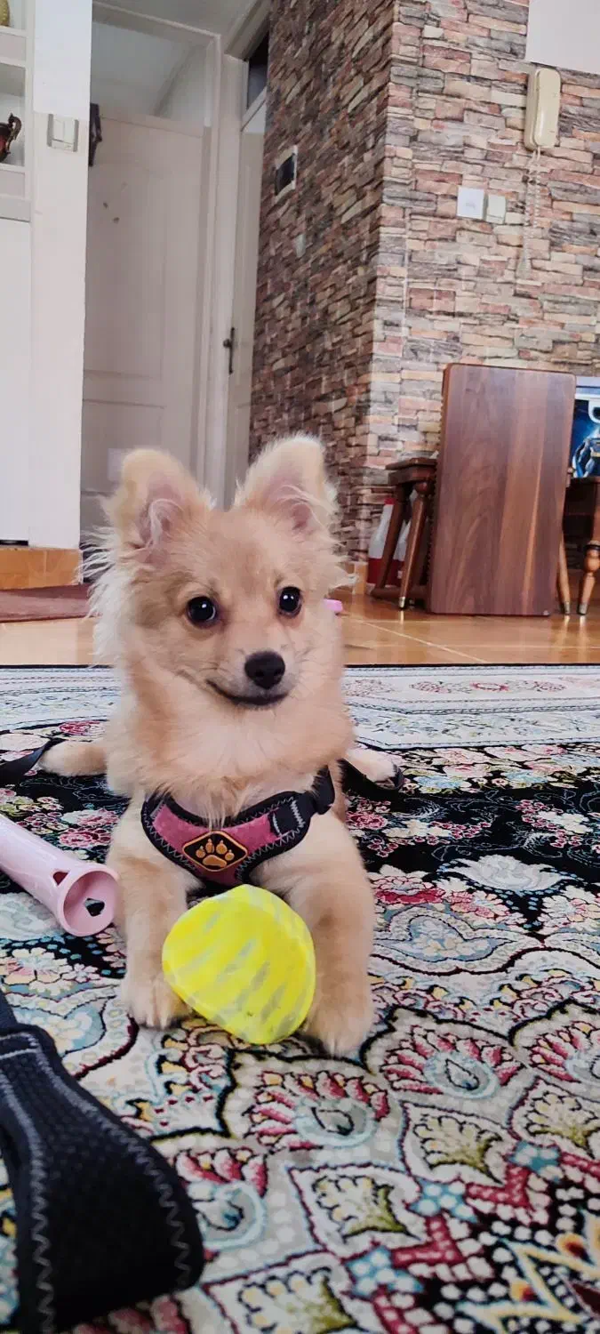 سگ پامر|سگ|فردیس, شهرک ارم|دیوار