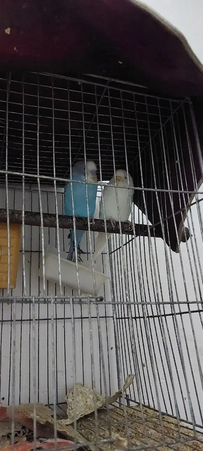 یک جفت مرغ عشق|پرنده|چابهار, |دیوار