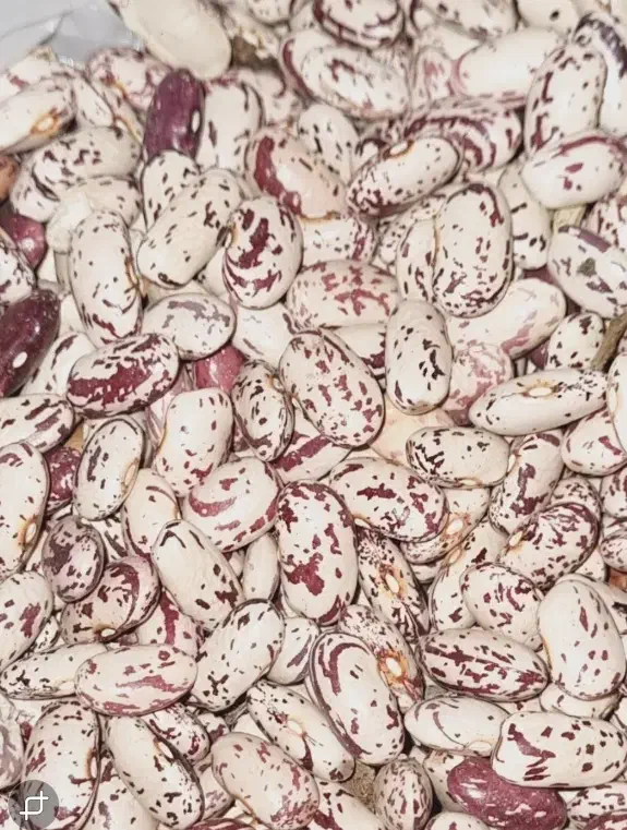 لوبیا چیتی درجه ۱|خوردنی و آشامیدنی|میانه, |دیوار