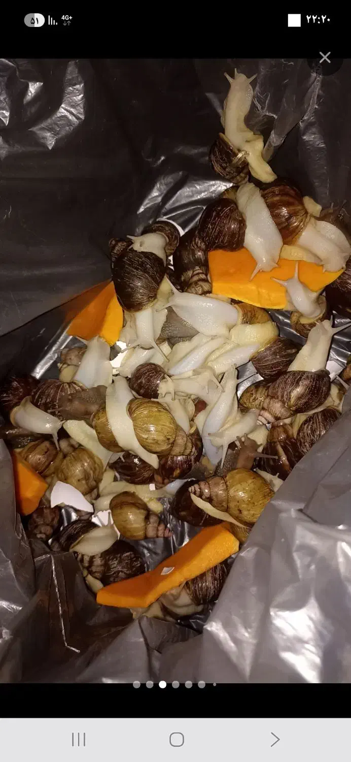 فروش حلزون آچاچینا|خزنده|قدس, شهرقدس|دیوار