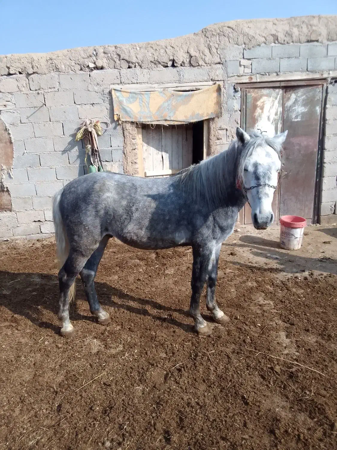 اسب آرام جوان ۳ ساله|اسب و تجهیزات اسب‌سواری|میاندوآب, |دیوار