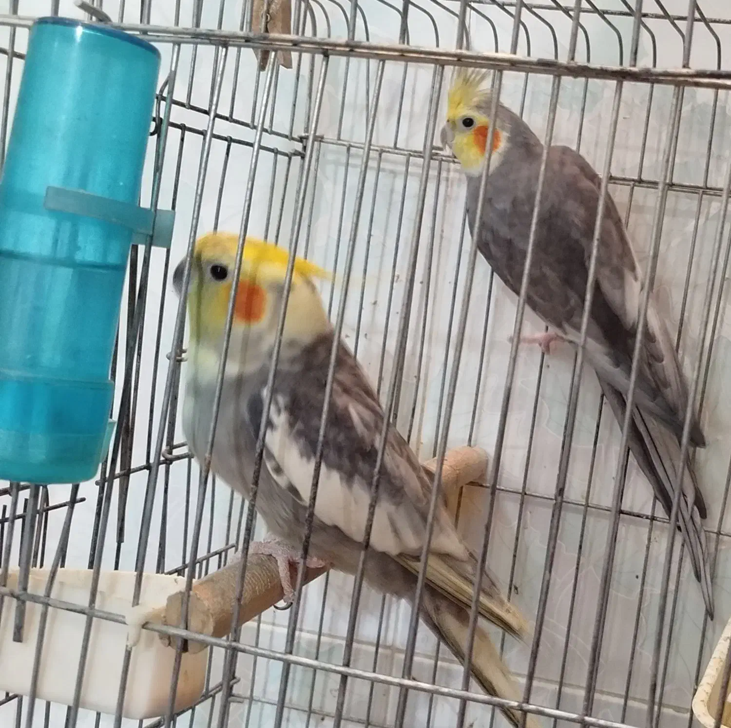 عروس هلندی|پرنده|یزد, |دیوار