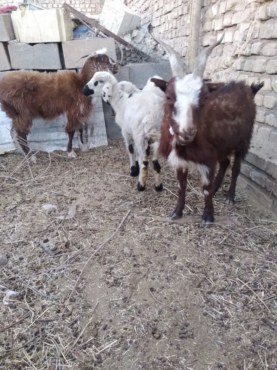 بره و بز|حیوانات مزرعه|حمیدیا, |دیوار