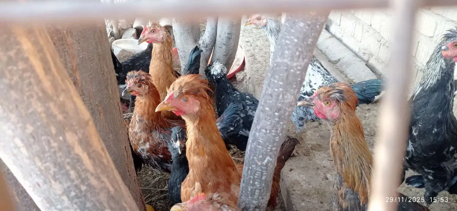 جوجه خروس محلی|حیوانات مزرعه|زرقان, |دیوار