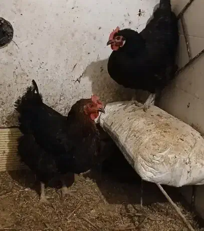 فروش مرغ سیاه تخم گذار|حیوانات مزرعه|اهواز, کوی مهدیس|دیوار