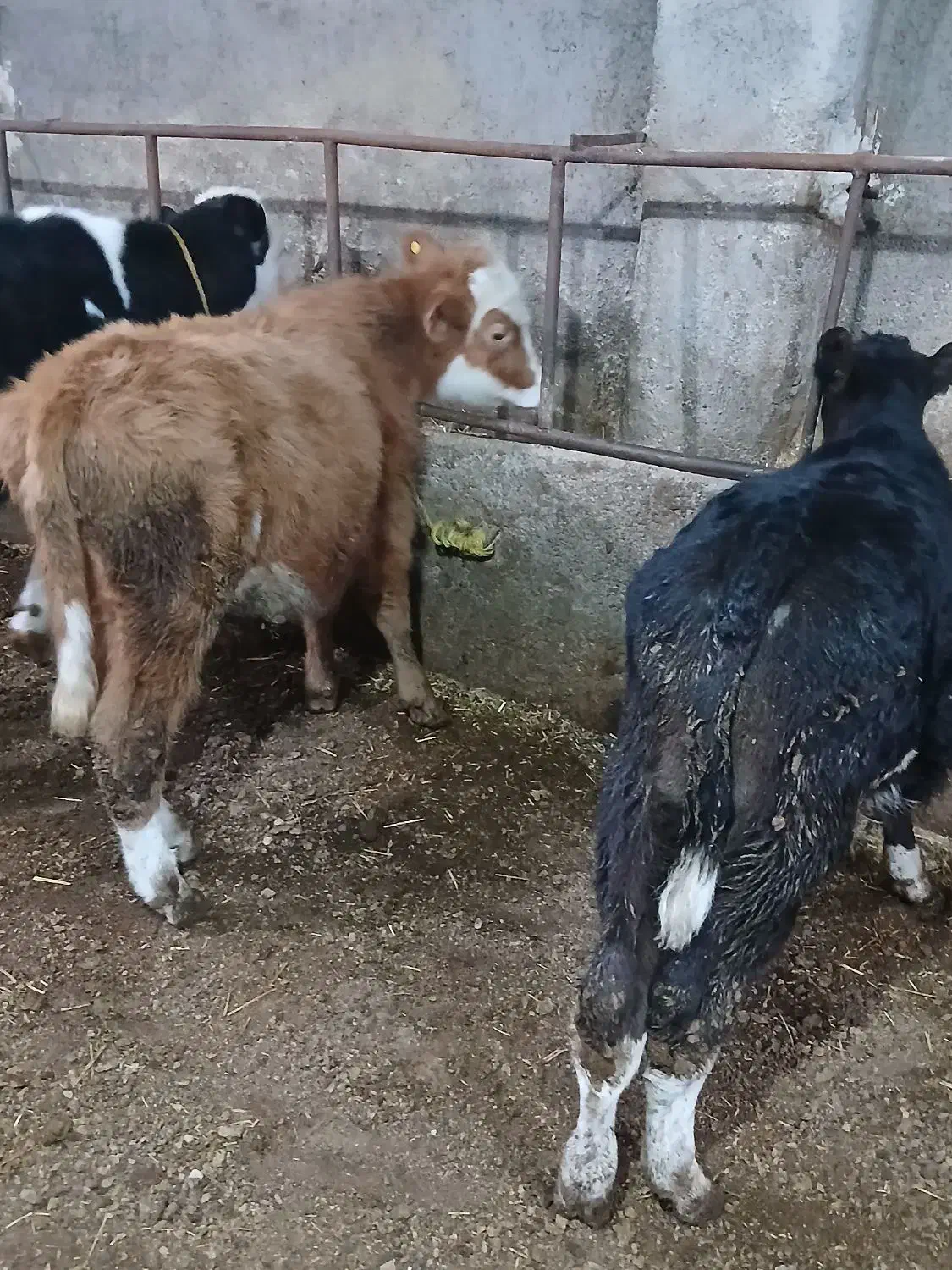 گوساله نر|حیوانات مزرعه|اردبیل, |دیوار