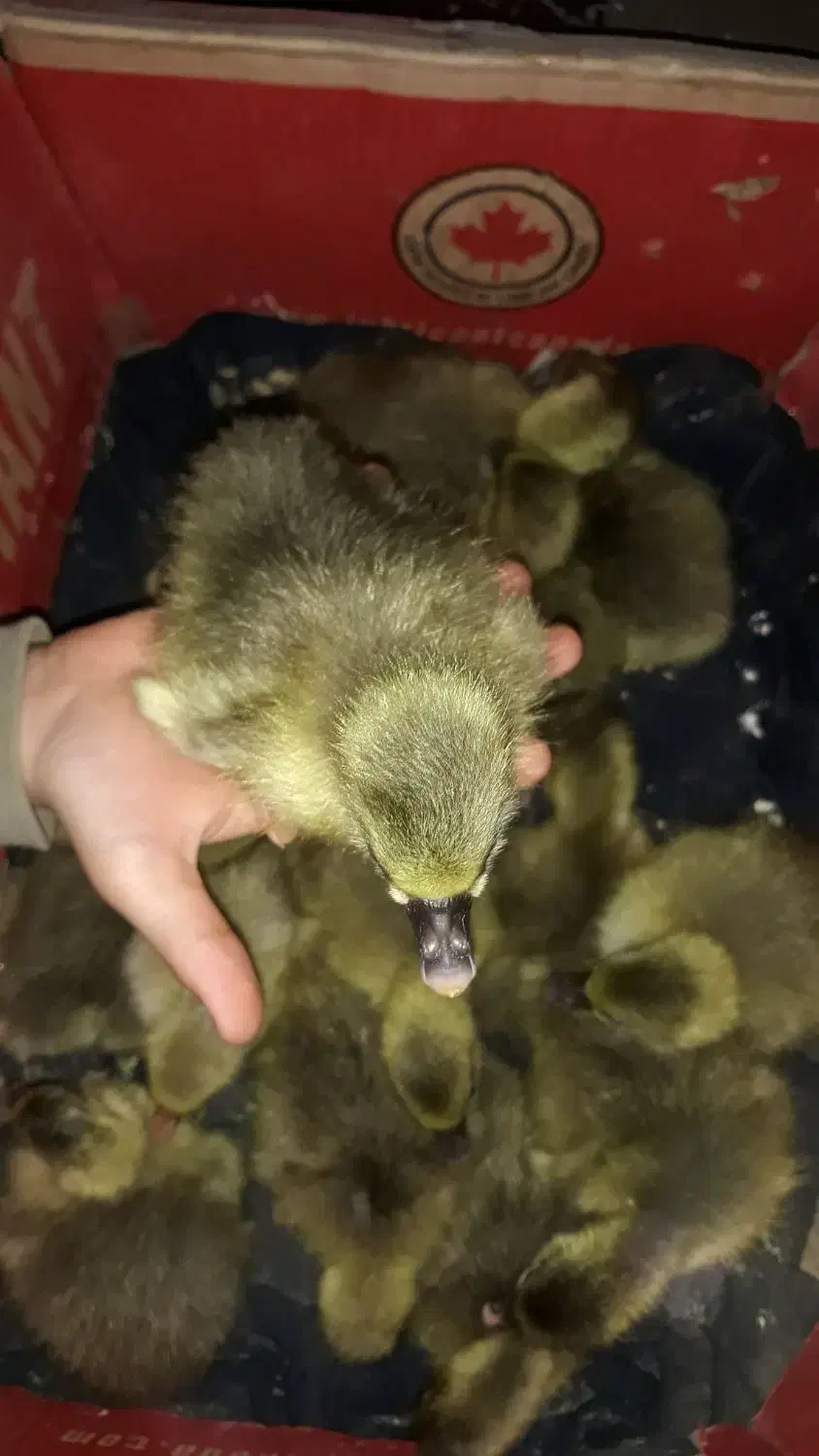 غازکُته|حیوانات مزرعه|ساری, |دیوار