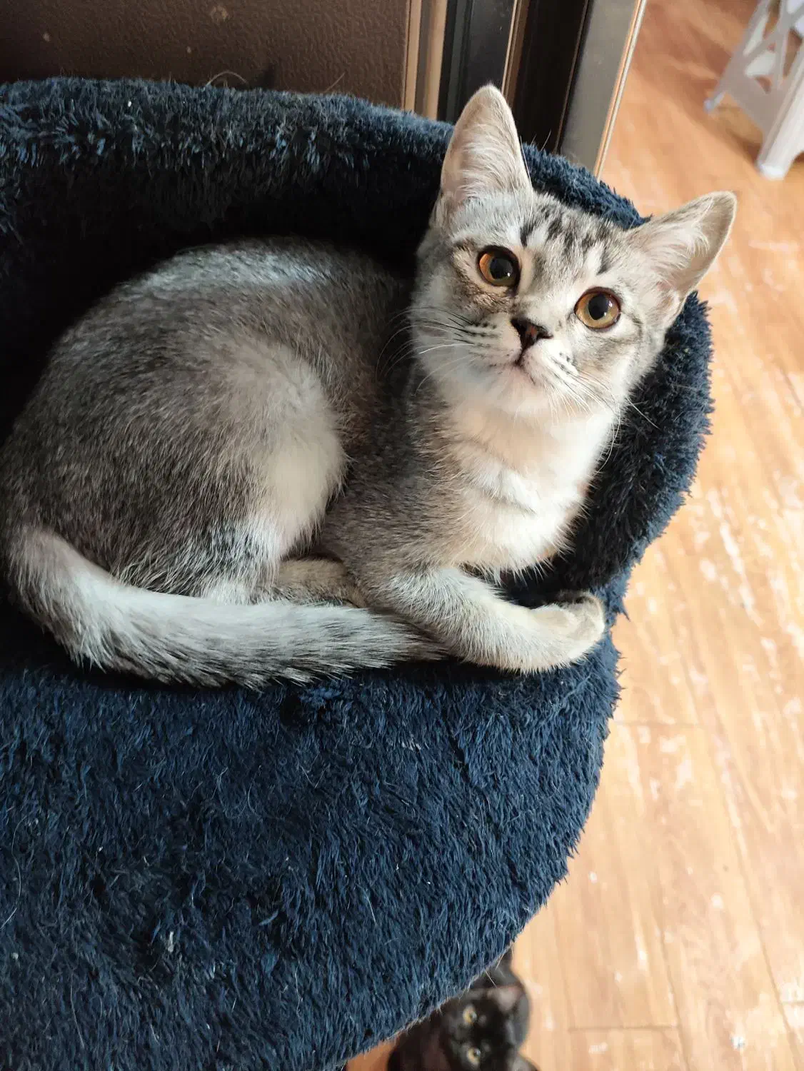 گربه بریتیش|گربه|تهران, بوستان سرخه حصار|دیوار