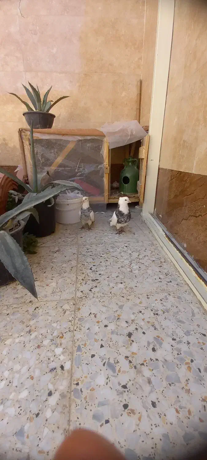 کبوتر طوقی|پرنده|پیر بکران, |دیوار