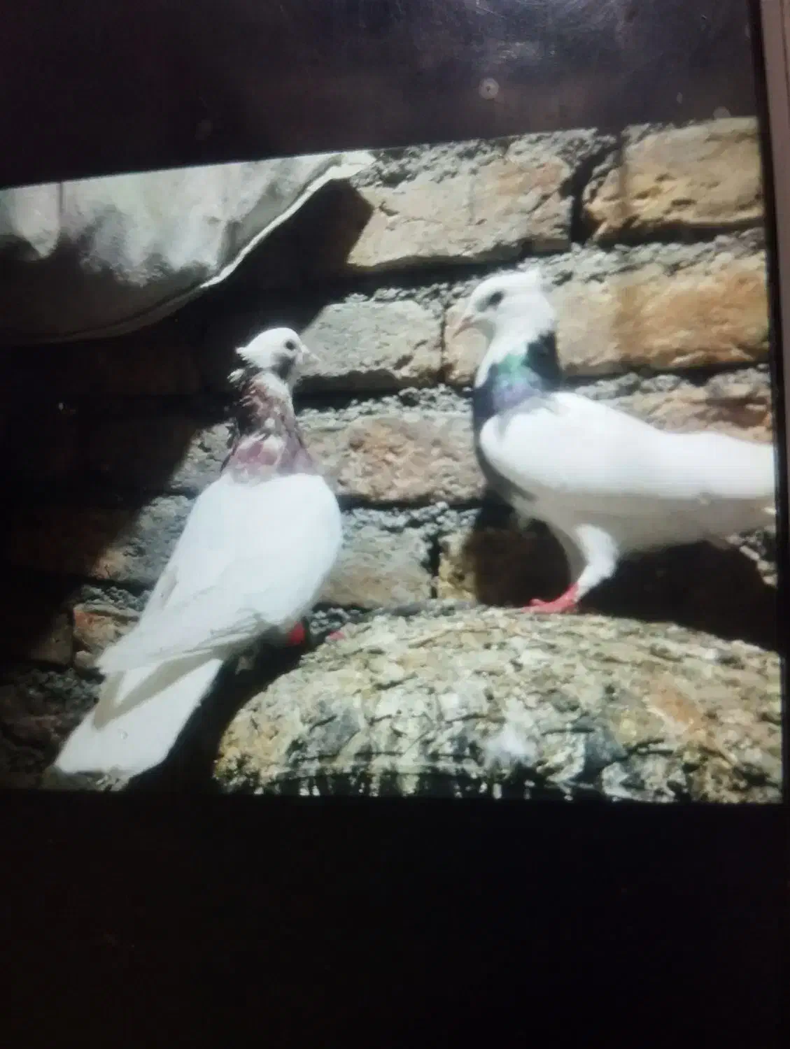 کبوتر رنگه جفتگاه پرشی|پرنده|چناران, |دیوار