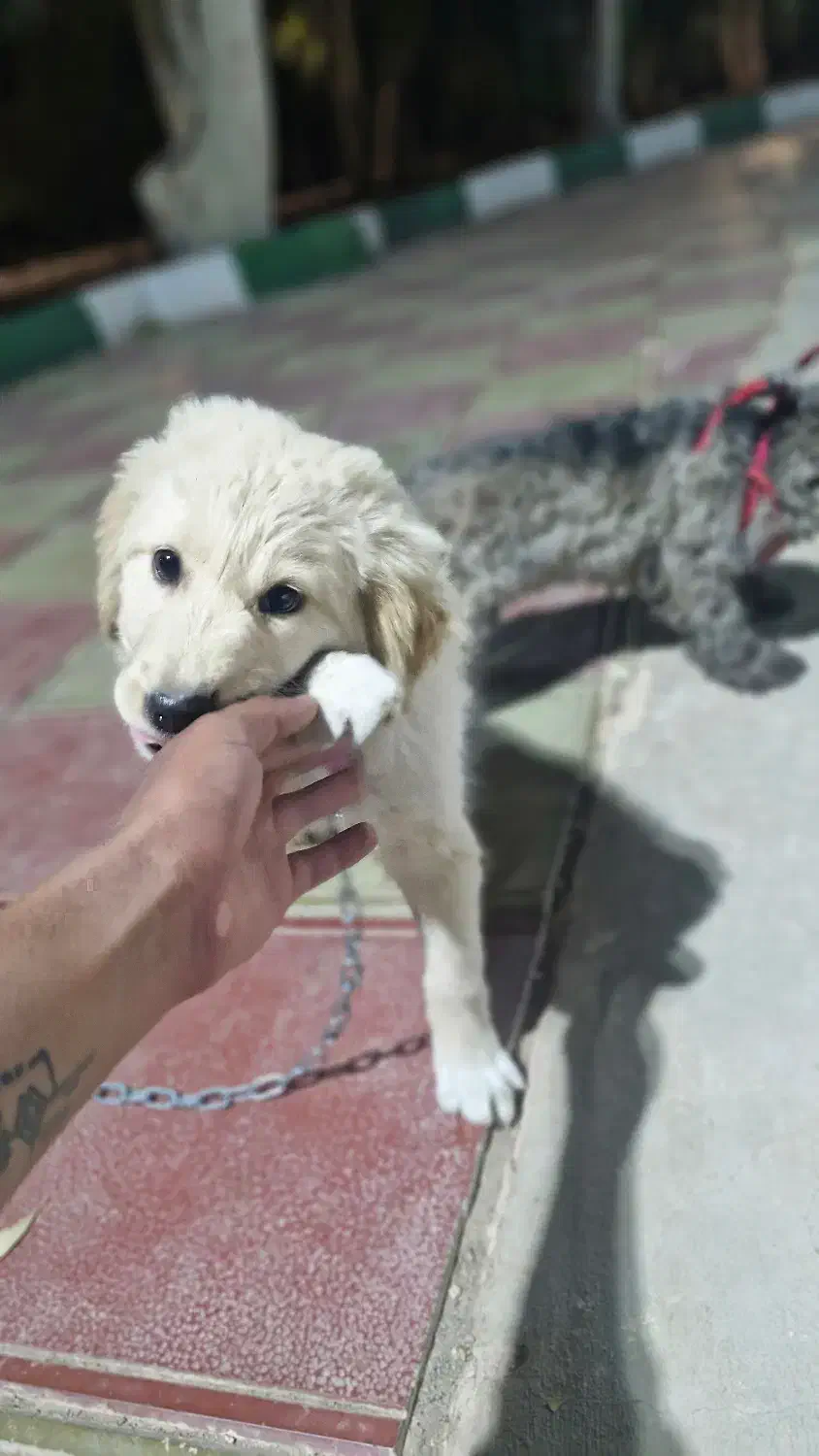 سگ گلدن روتریور|سگ|بیرجند, |دیوار