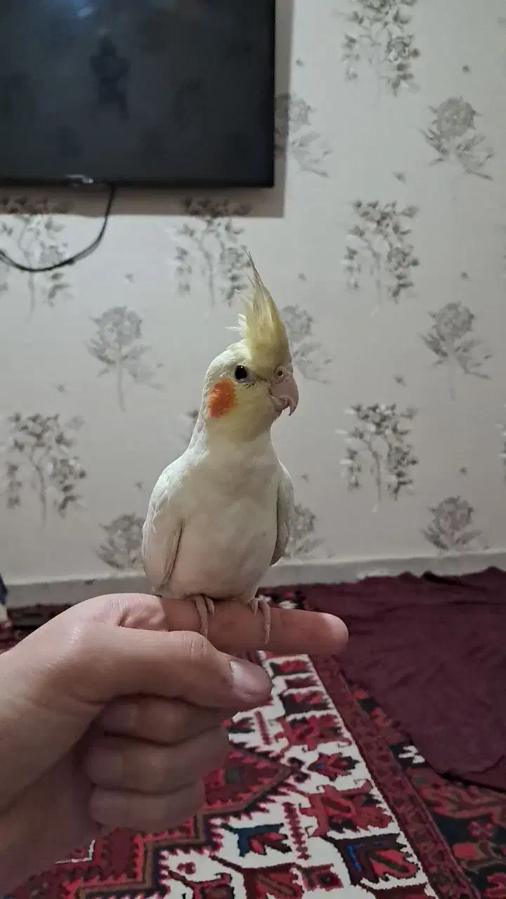 عروس هلندی فول اهلی|پرنده|اهر, |دیوار