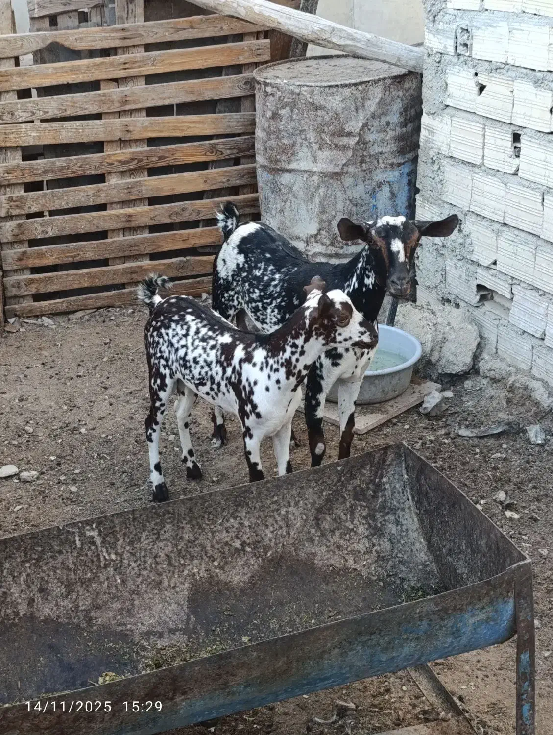 کهره نقشی با بچه نر|حیوانات مزرعه|قشم, |دیوار