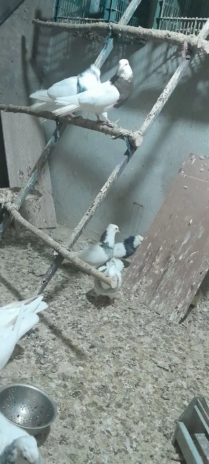 کبوتر|پرنده|کنگاور, |دیوار