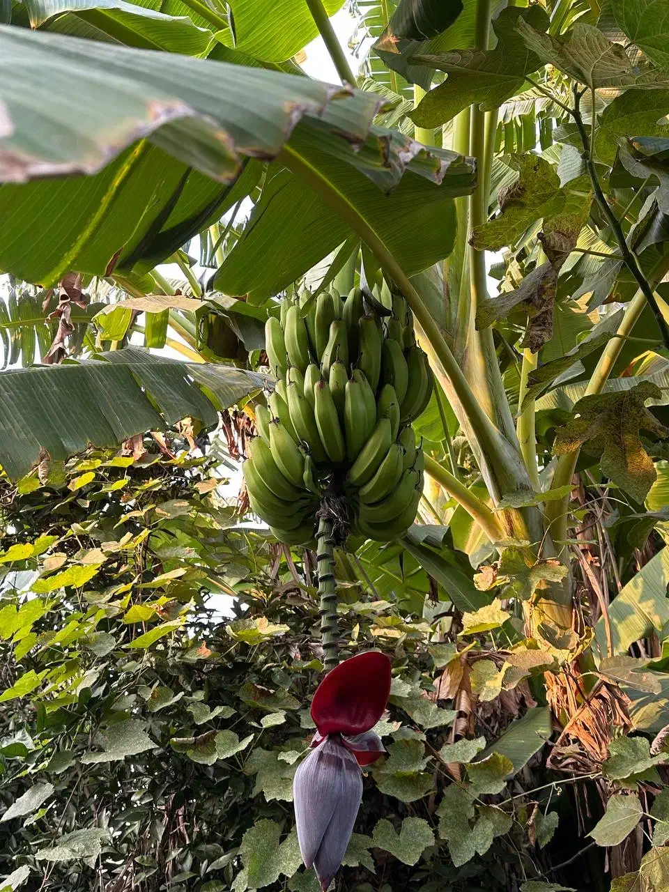 درختچه نهال موز|گل و گیاه طبیعی|امامزاده عبدالله, |دیوار