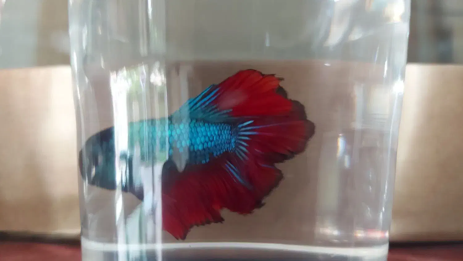 آروانا نایف فایتر|ماهی|مشهد, آزادشهر|دیوار