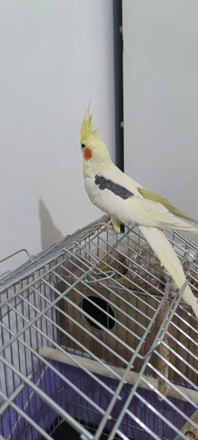 عروس هلندی|پرنده|گلستان (تهران), |دیوار